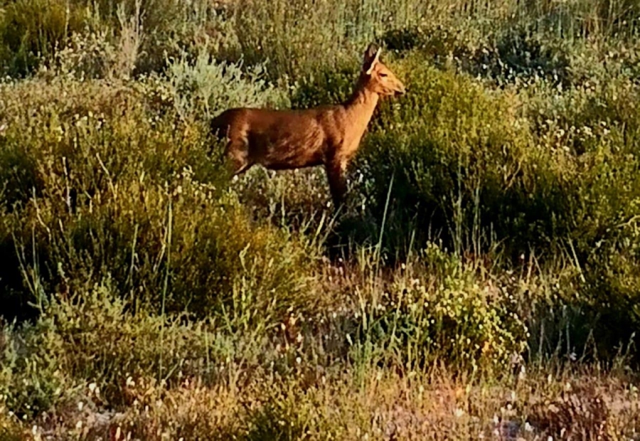 2 Bedroom Property for Sale in Hopefield Western Cape